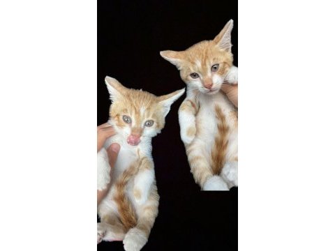 Bb namı diyar behlül böcek kedimiz yuva arıyor