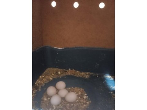 Ücretsiz sahiplendirme muhabbet kuşu