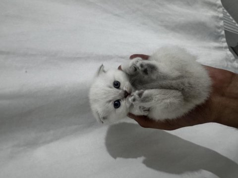 Yeni sütü kestik scottish fold