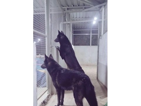 North american wolfdog ve alman kurdu yavruları