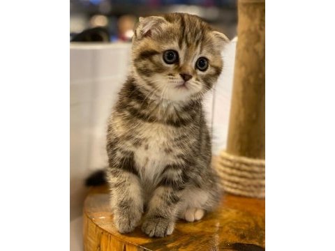 A++ kalite golden tabby scottish fold yavrular