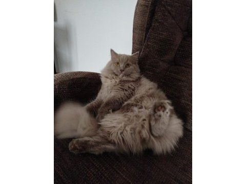 9 aylık kedimiz çiftleşme