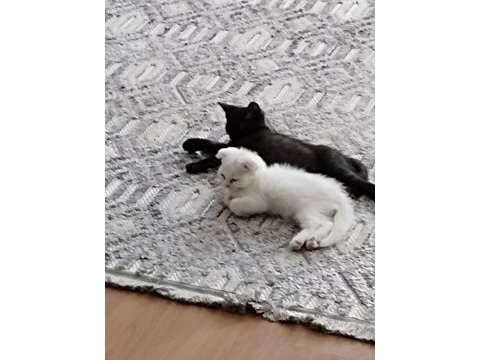 Dişi erkek yavru kediler