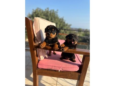 Rottweiler