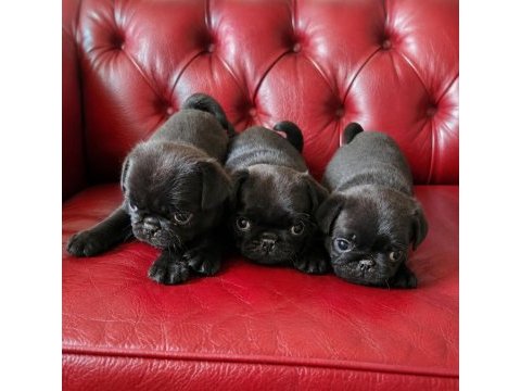 Pug mops yavruları