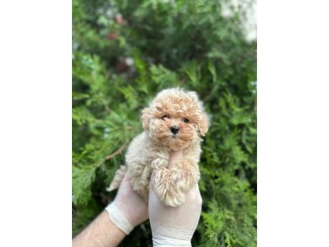 Teacup maltipoo bebekler