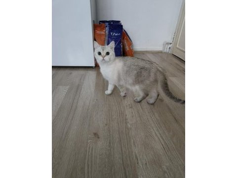 Kedilerim düzgün ailelere sahiplendirme yapılacak