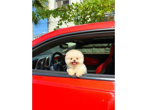 Ruhsatlı çiftlikten gerçek pomeranian