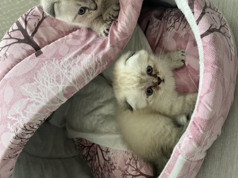 Scottish fold bluepoint ile iran kedisi yavrusu