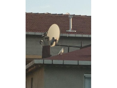 Taklacı değerli süt beyaz sağlıklı güvercin