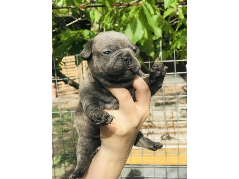 French bulldog yavrularımız rezerveye açılmıştır