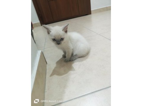 İki aylık sağlıklı british shorthair yavrularımız