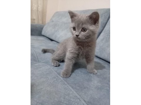 3 aylık kedilerimiz