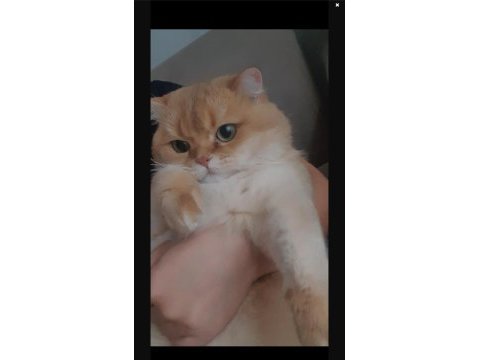 British shorthair şecereli ny11 golden