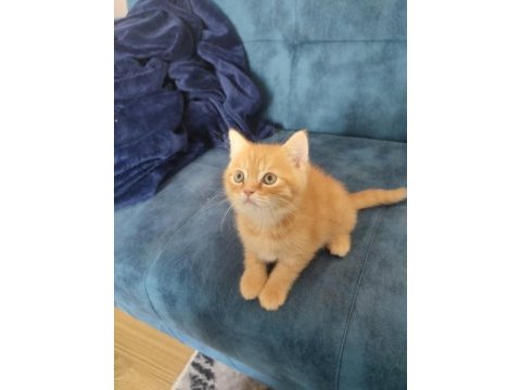 2 aylık orence color british shorthair
