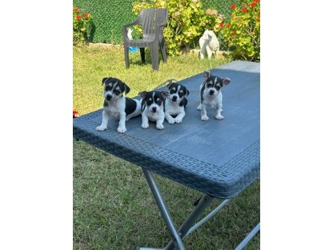 0 numara teacup chihuahua yavrum hazır