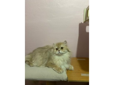 Scr li british longhair lilac golden cy11 dişi