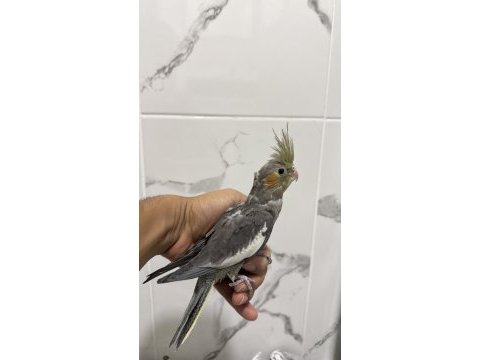Sultan papağanı sahiplendirilecek