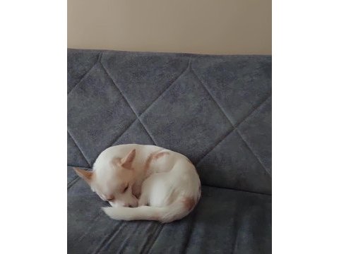 2 yaşında jack russell