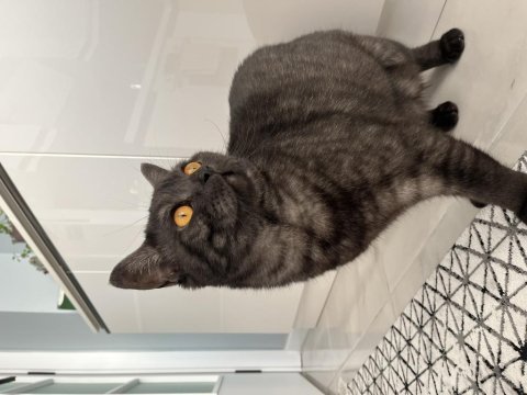 Ücretsiz british shorthair kedimiz
