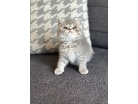 Kehribar göz blue tabby british yavrularımız hazır