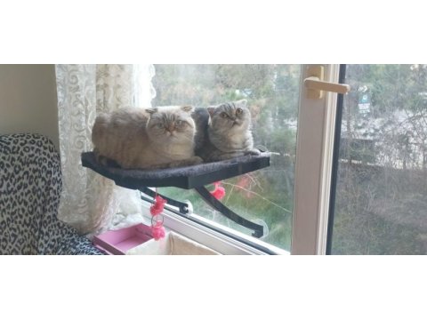 A kalite scottish fold çocuklar