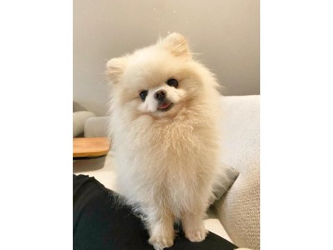 Pomeranian 4 yaşında