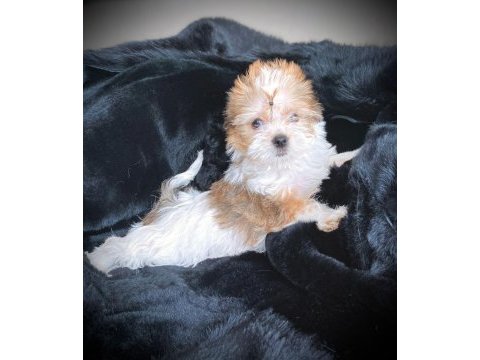 Tea cup exotic yorkshire terrier yavrularımız