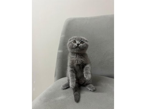İran persian exotic long ve blue bebekler