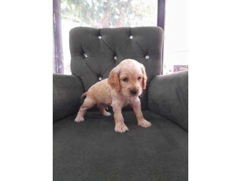 Golden retriever yavruları