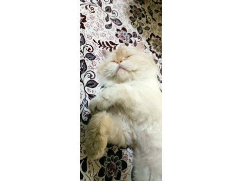 Öğrenciyim iran kedisi sahiplendirmek istiyorum