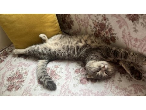 İki yaşındaki scottish fold oğlumuza kız arıyoruz