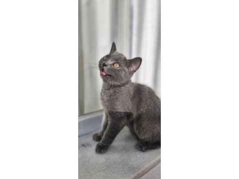 Yavru aşıları tam dişi biritish shorthair