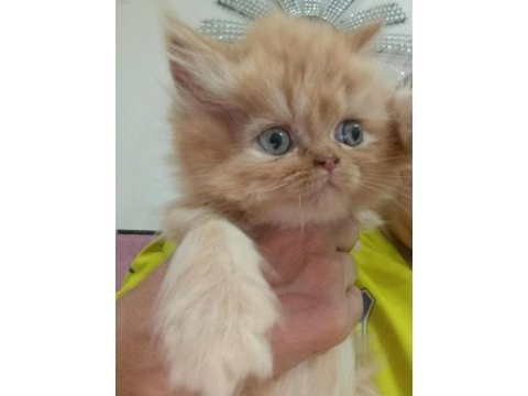 Bebiş kediler burda bakmadan geçme