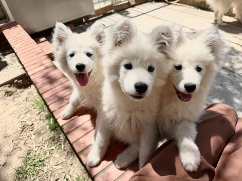 Samoyed bebekler