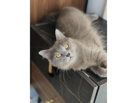 Dişi 2 yaşında british longhair