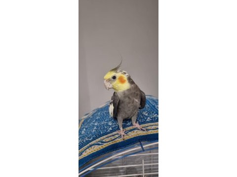 Hazır takım sultan papağanı