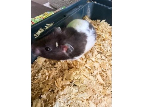 Ücretsiz 2 adet hamster