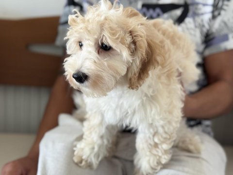 Petmode köpek çiftliğinden ziyarete açık maltipoo