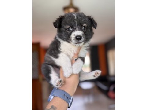 Muhteşem border collie bebekler