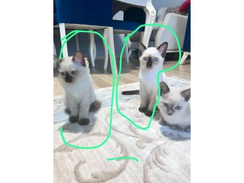 Erkek disi yavrularimiz yeni yuvalarina gitmeye hazir