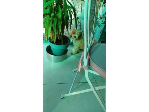 Acil sahiplendiriyorum 4 aylık maltipoo
