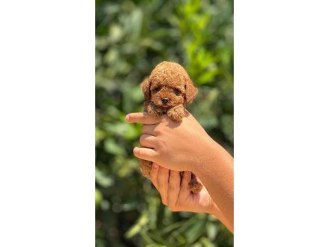 Poodle pati ver sizler için burada