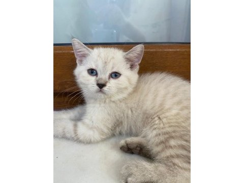 3 aylık british shorthair yavrularımız