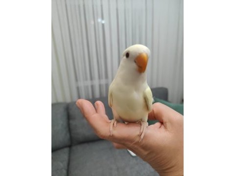 Kremino yavru sevda papağanları