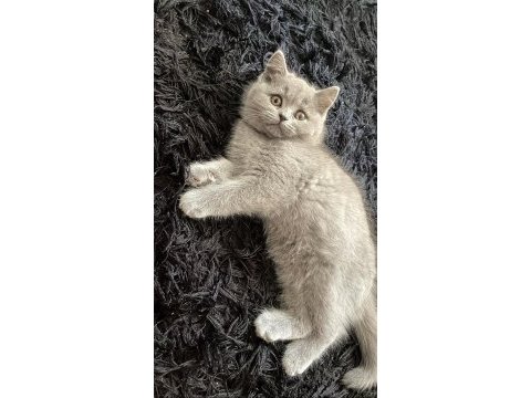 Güzel british shorthair kızımıza sıcak yuva