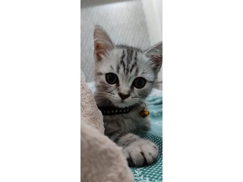 British shorthair 2 aylık ücretli sahiplendirilecektir