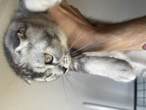 2,5 aylık orijinal scottish fold