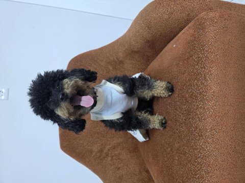 Full eğitimli dişi toy poodle