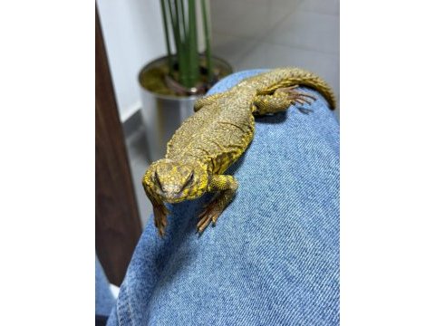 Faturalı evraklı uromastyx